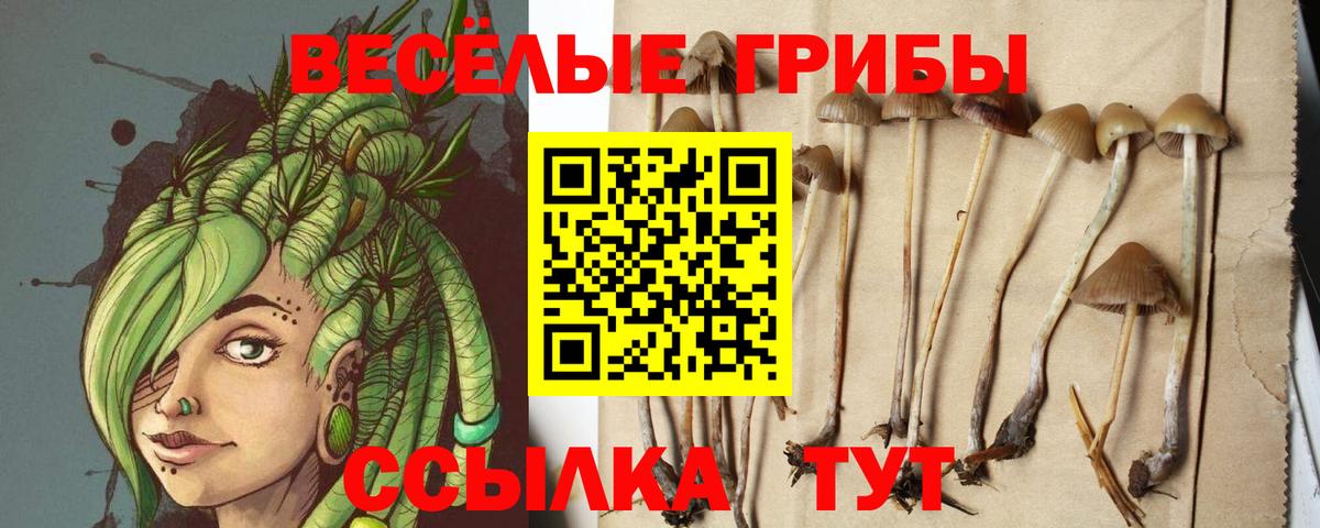 Волгодонск  Псилоцибиновые грибы прущие грибы  Вход с VPN  Псилоцибиновые грибы Magic Shrooms 